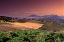 spanish olive trees